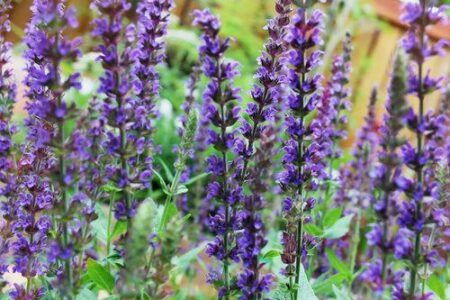 Natural Beauty Routine and Lip Balm Recipe Image